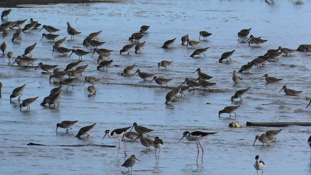 Short-billed Dowitcher - ML517046781