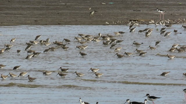 Short-billed Dowitcher - ML517046831