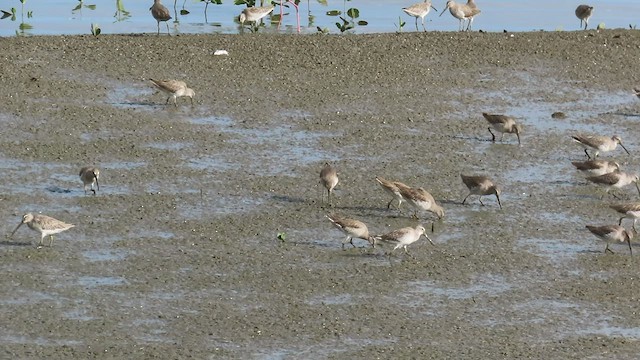 Short-billed Dowitcher - ML517046901