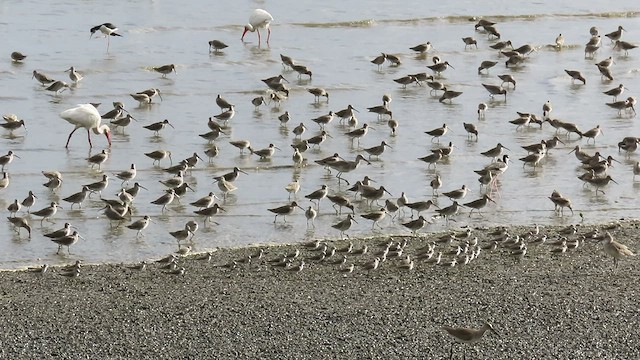 Short-billed Dowitcher - ML517046951