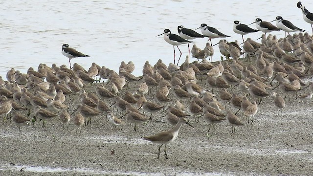 Short-billed Dowitcher - ML517047051