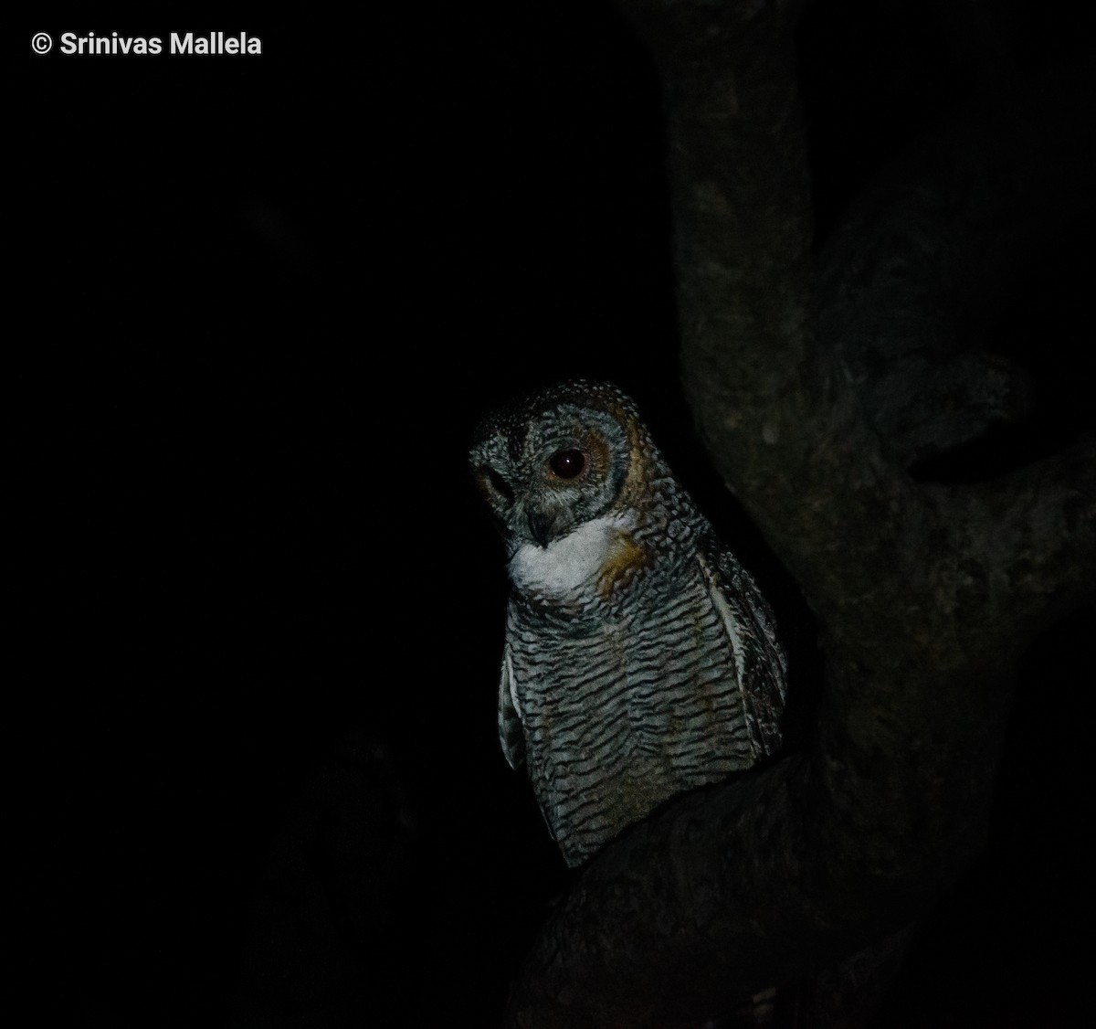 Mottled Wood-Owl - ML517047301