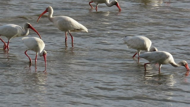 White Ibis - ML517047431