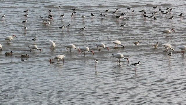 White Ibis - ML517047581