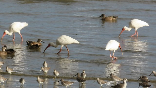 White Ibis - ML517047661