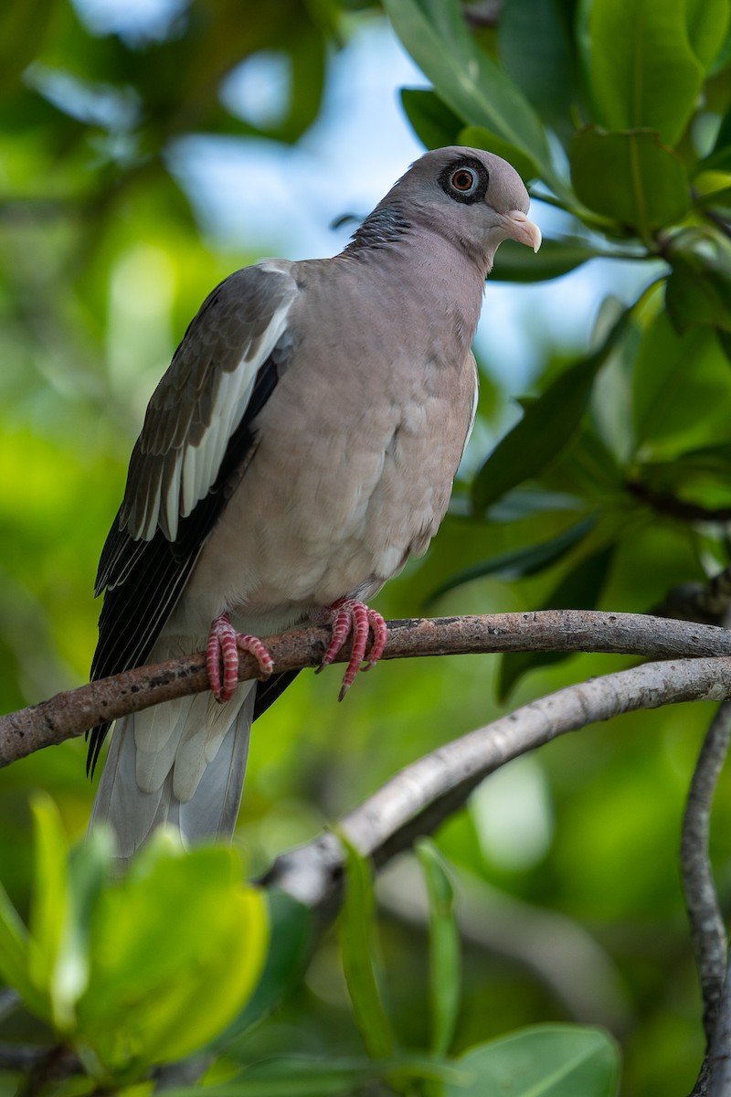 Bare-eyed Pigeon - ML517047711