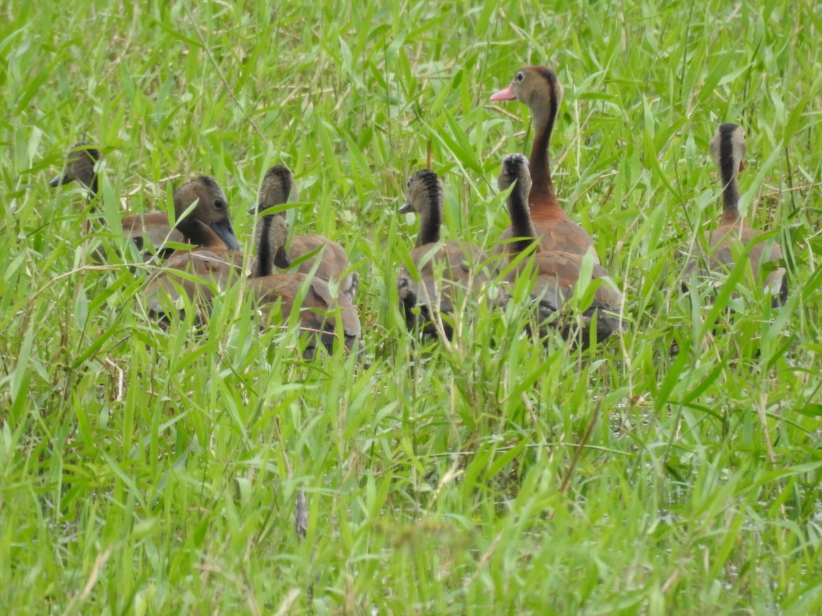 Black-bellied Whistling-Duck - ML517047901