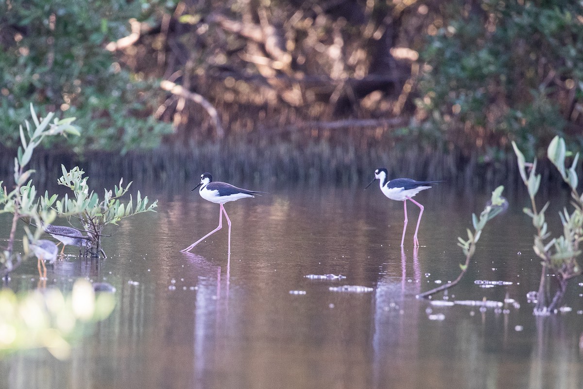 Black-necked Stilt - ML517048101