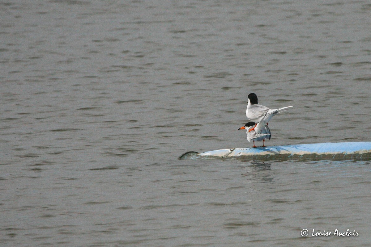 Forster's Tern - ML517048791