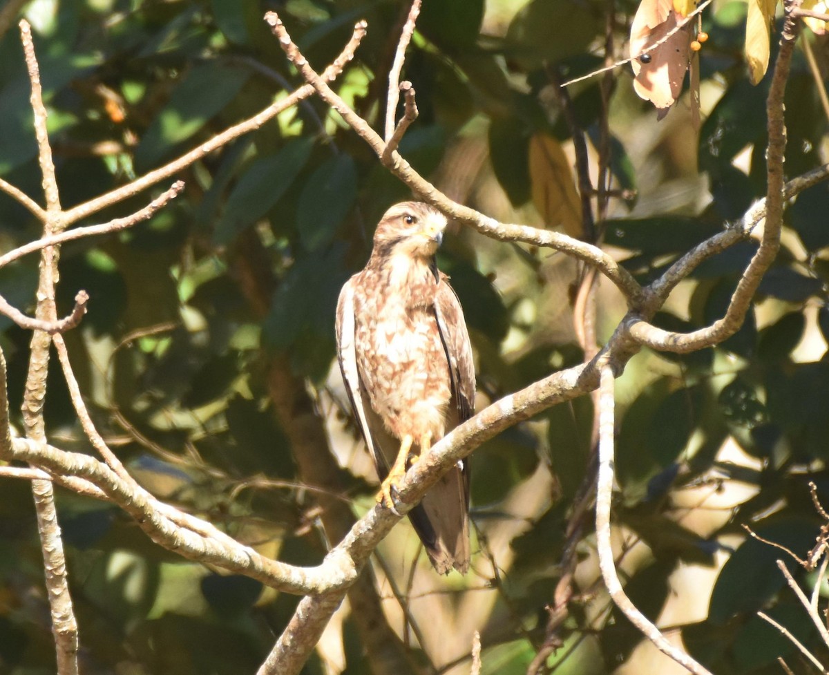 White-eyed Buzzard - ML517049221