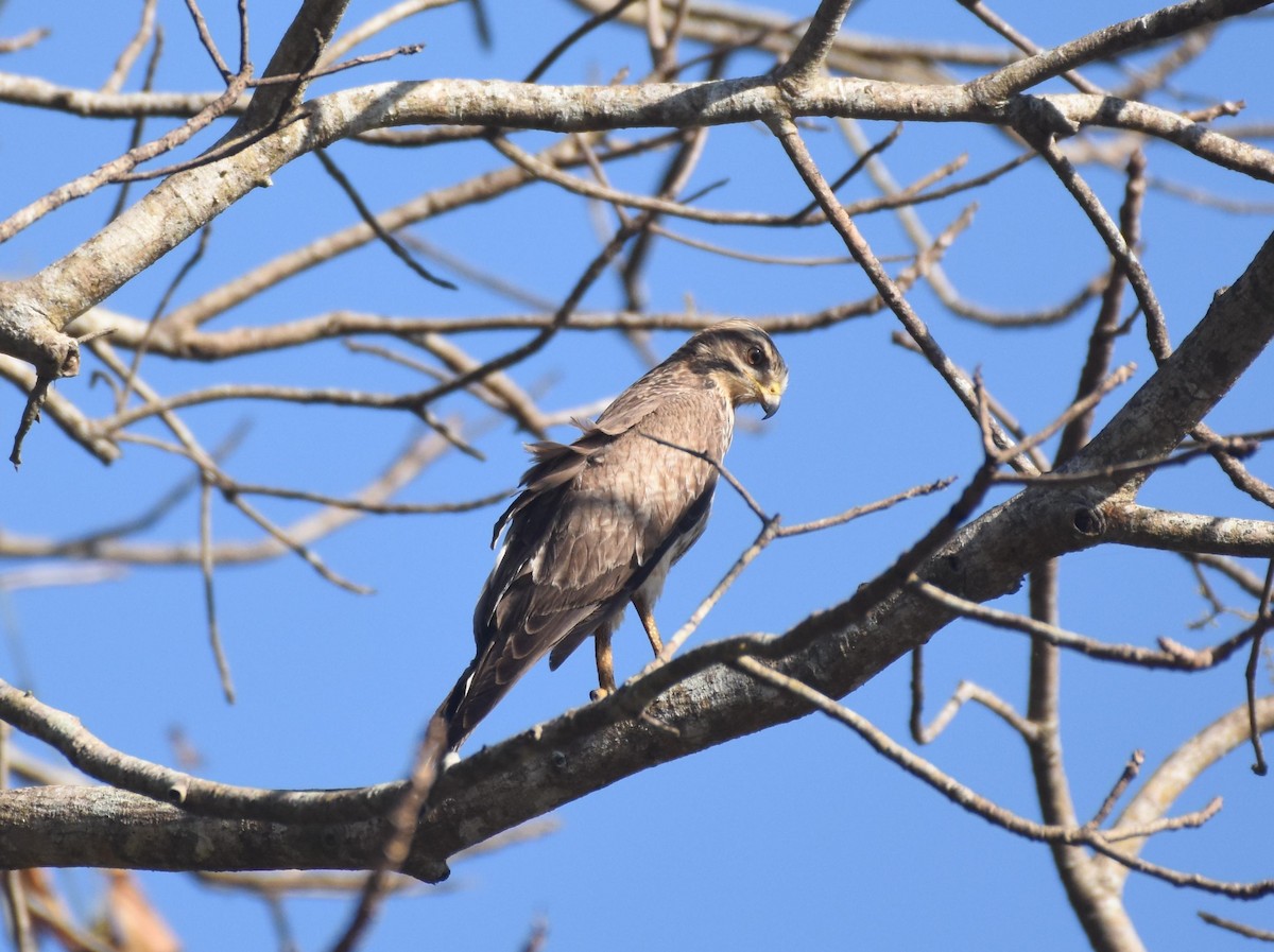 White-eyed Buzzard - ML517049231