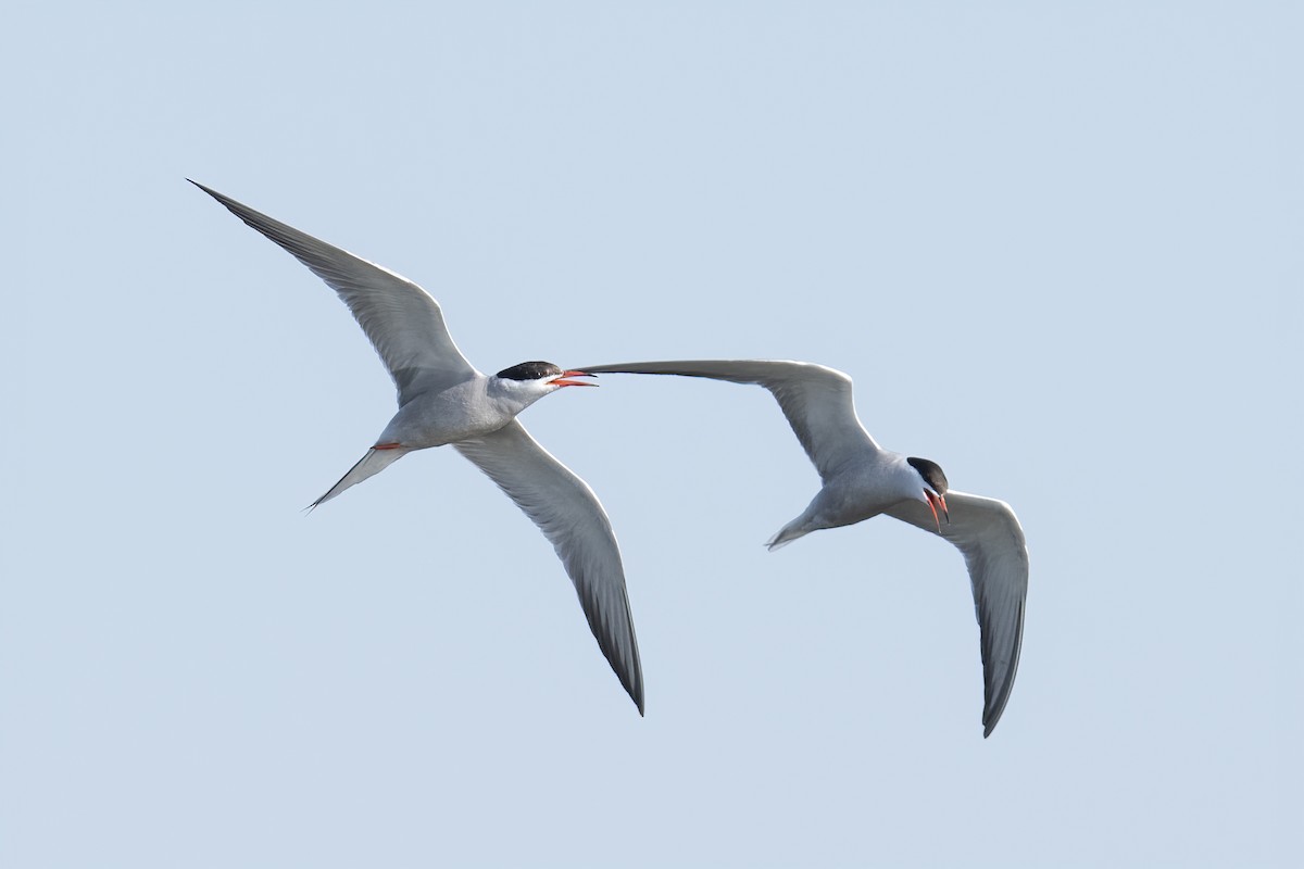 Common Tern - Wei Yan