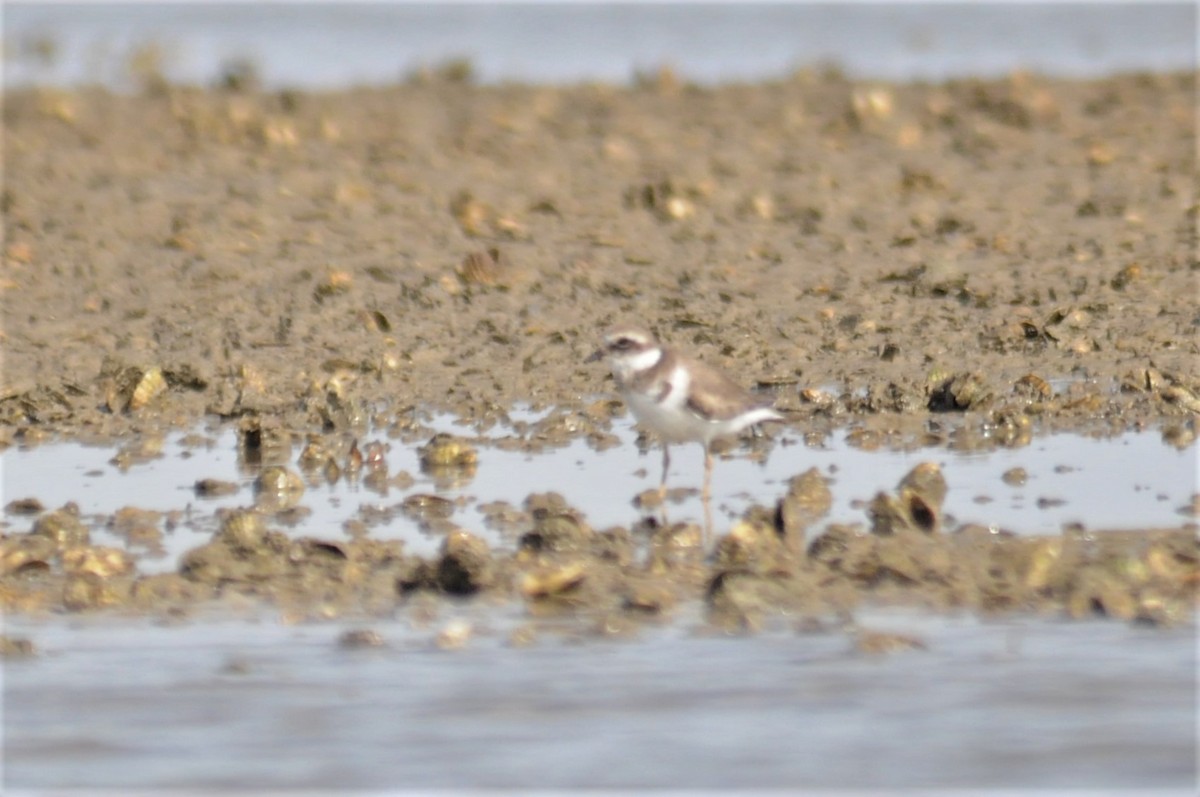 Common Ringed Plover - Bruce Mast