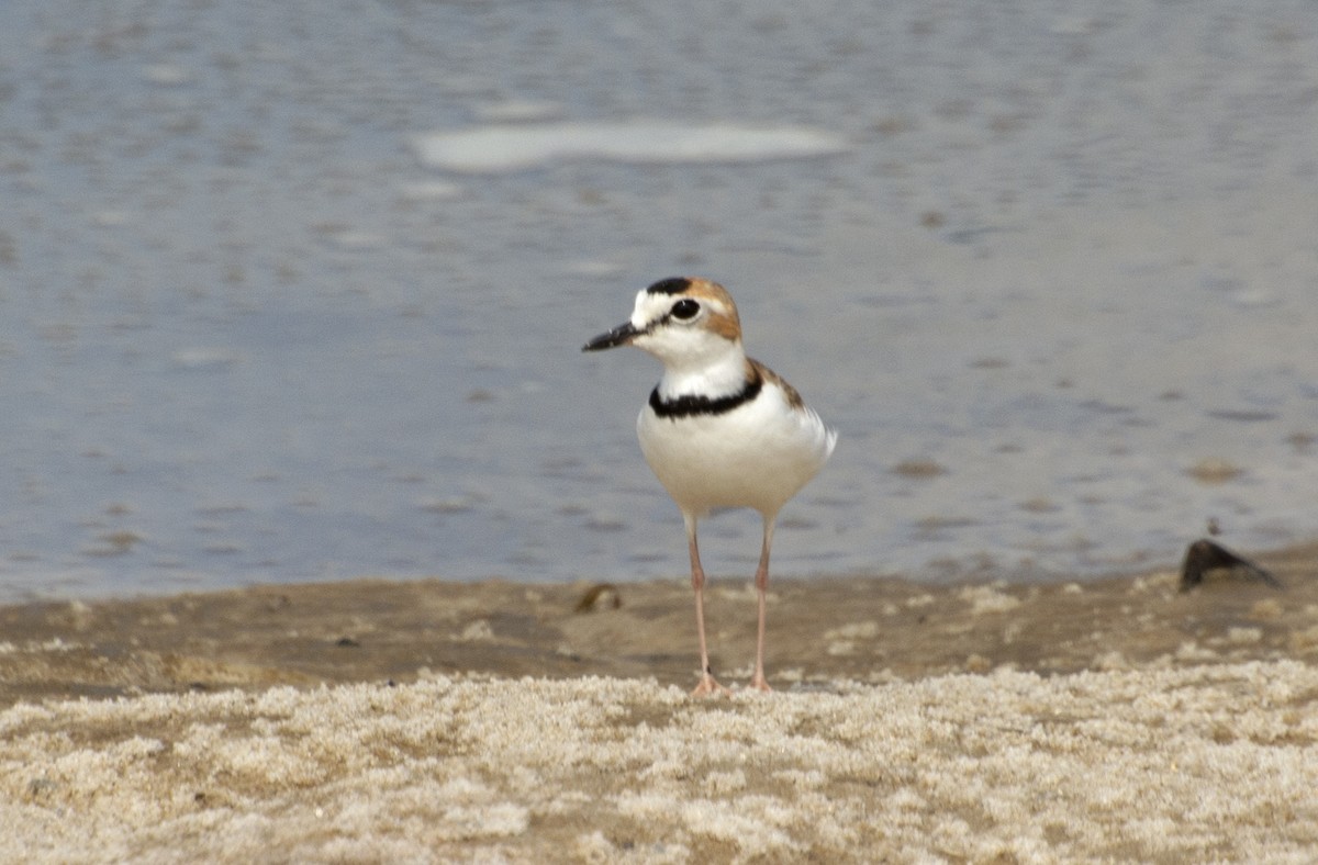 Collared Plover - Eduardo Vieira 17