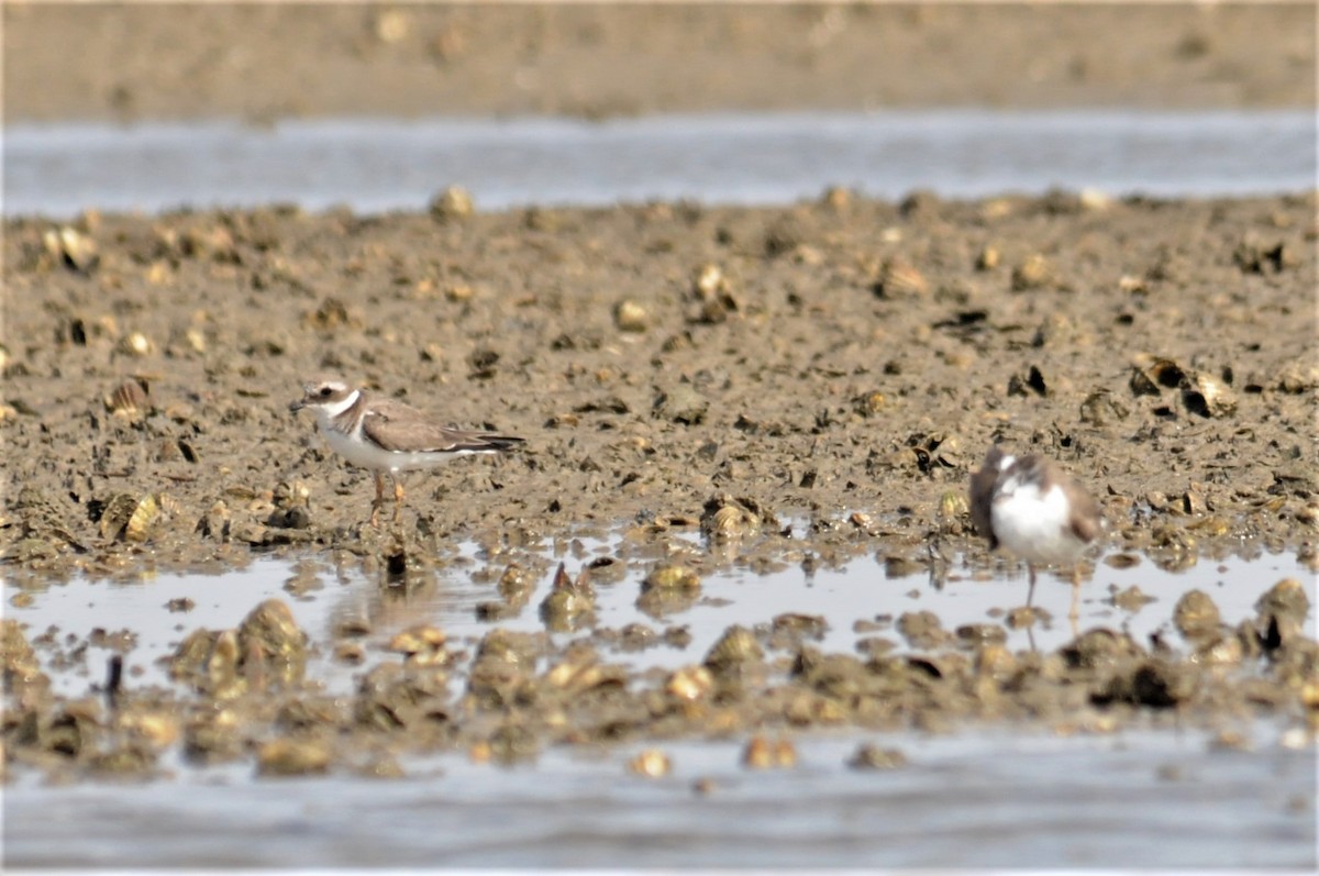 Common Ringed Plover - ML51705201