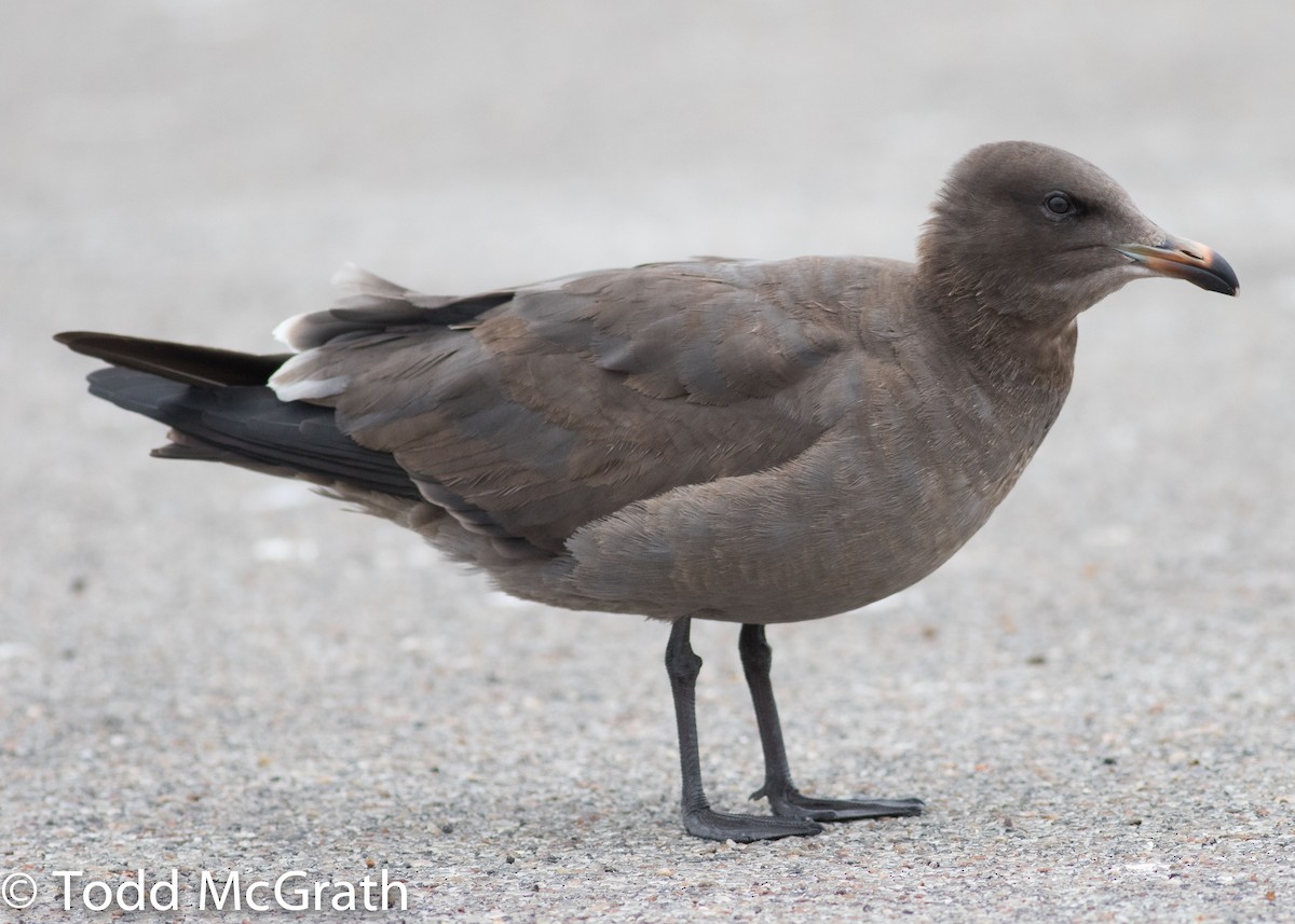 Heermann's Gull - ML51705261