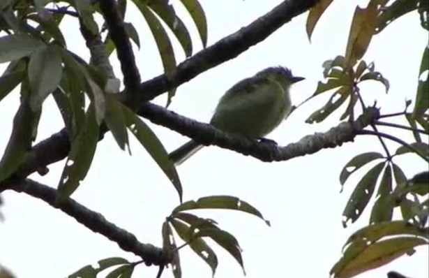 Yellow-margined Flatbill (obscuriceps) - ML517054821