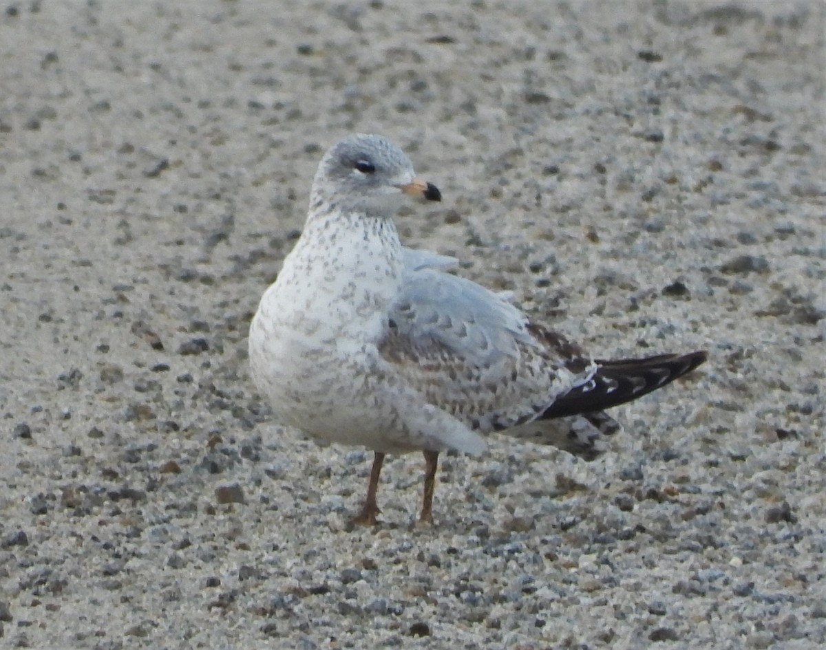 Ring-billed Gull - ML517055081