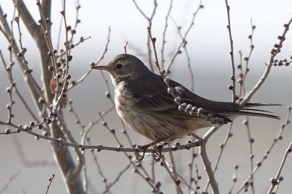 Pipit d'Amérique - ML517056111