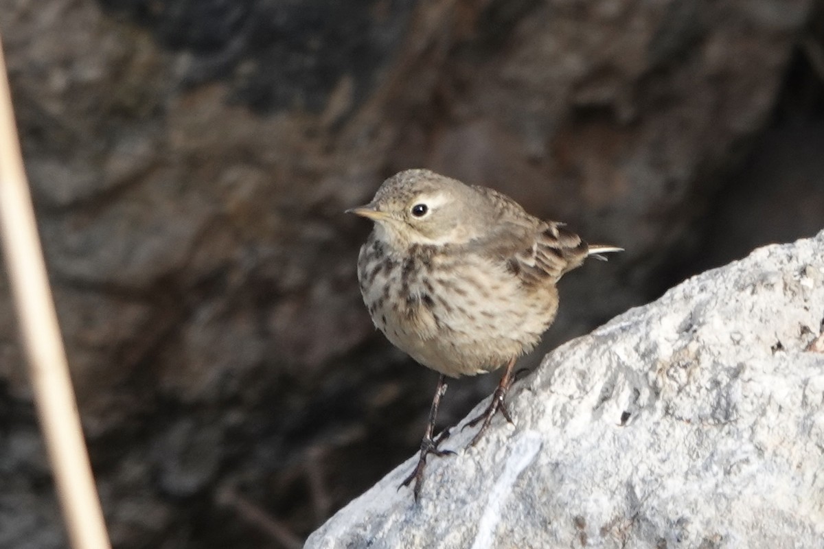 Pipit d'Amérique - ML517056161