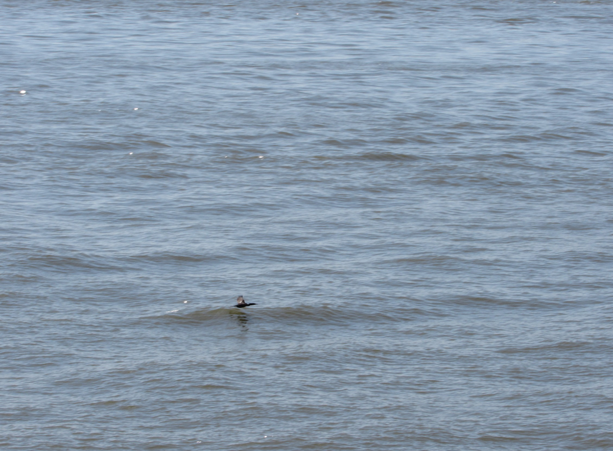 Double-crested Cormorant - ML517056221