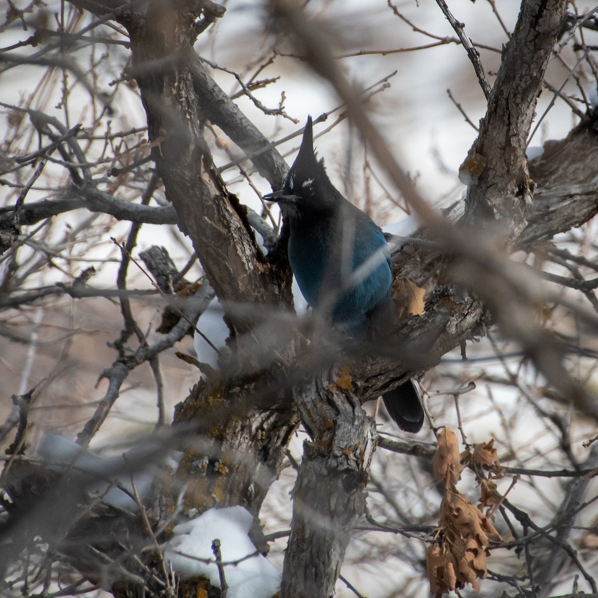 Steller's Jay - ML517056511