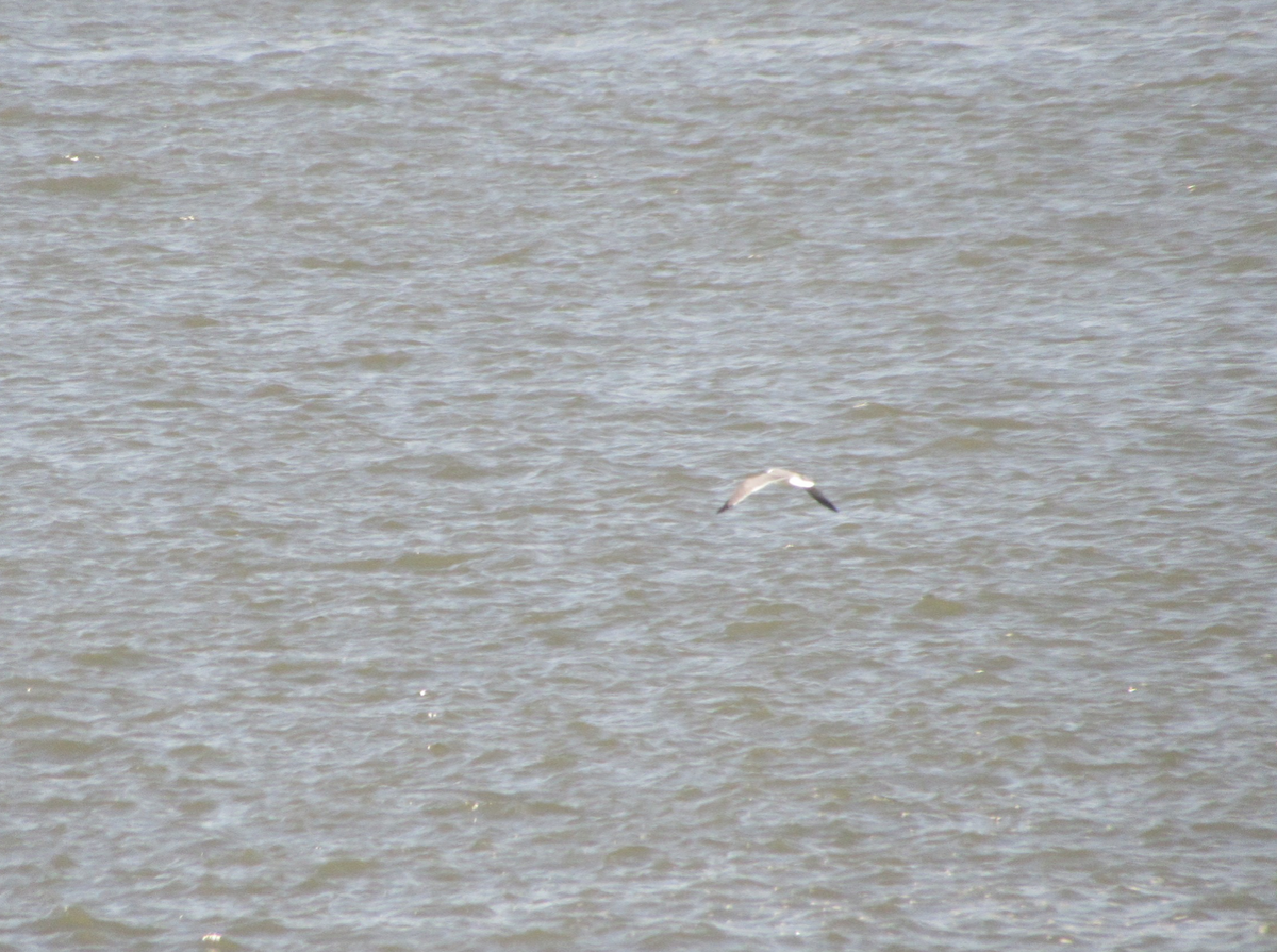 gull sp. - Justin Leahy