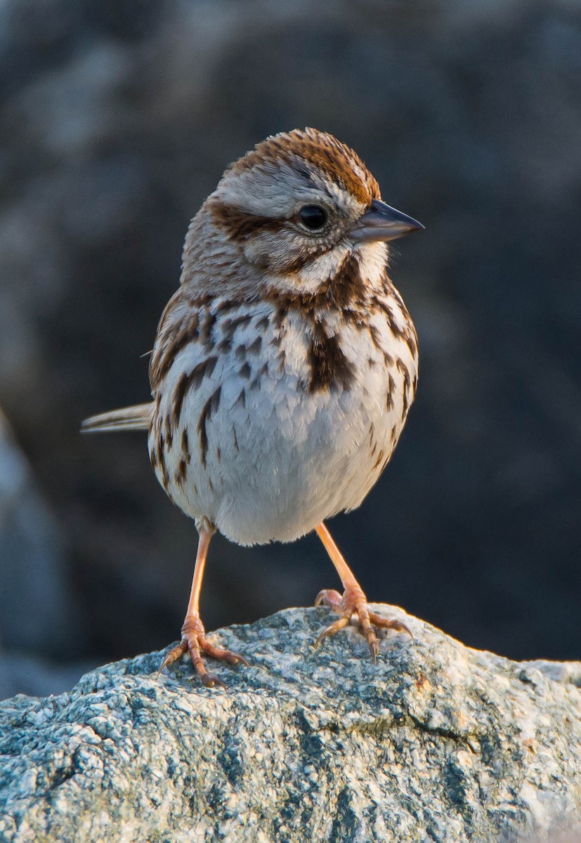 Song Sparrow - ML51705791