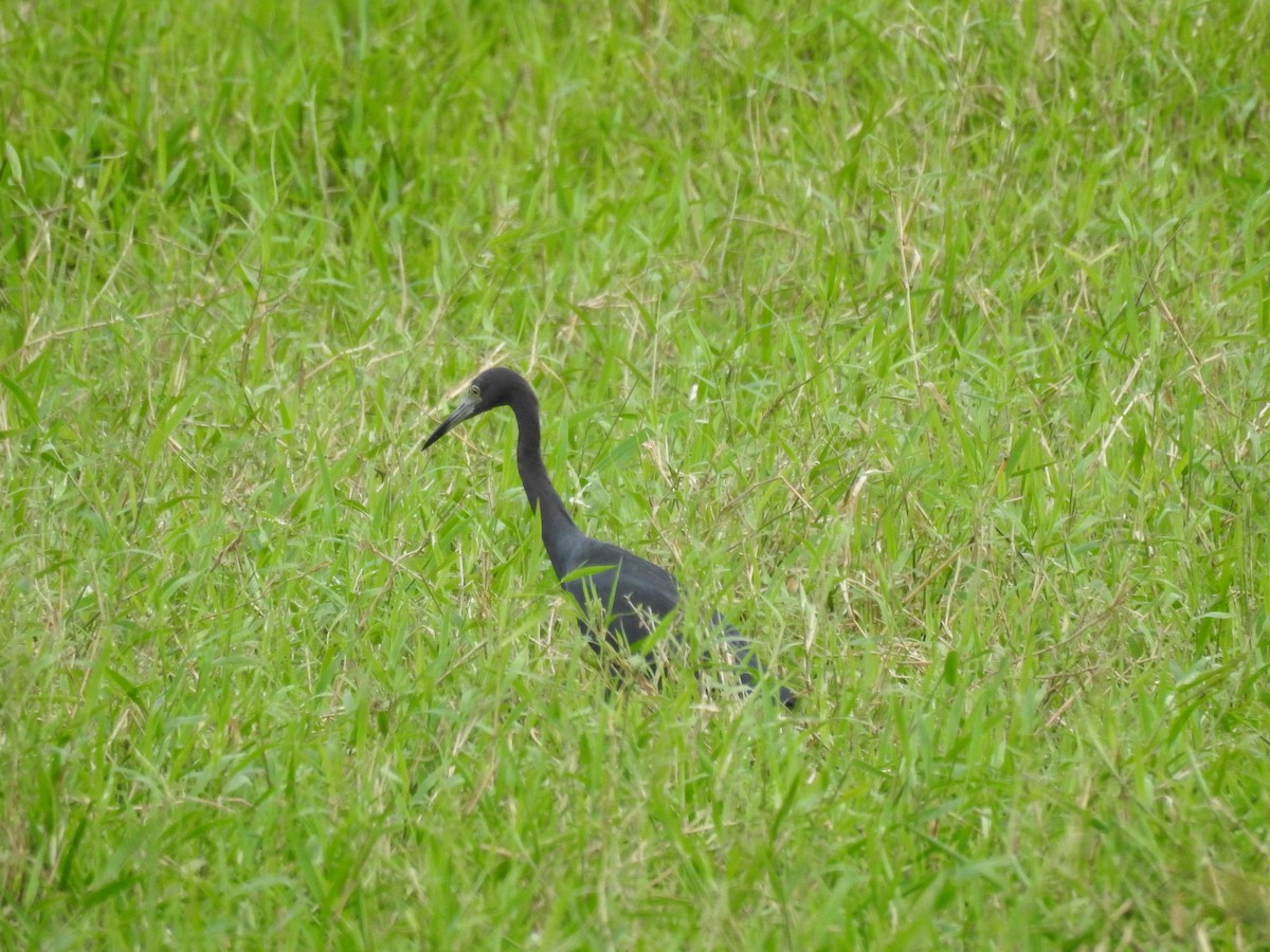 Little Blue Heron - ML517058151