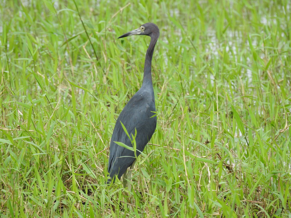 Little Blue Heron - ML517058551