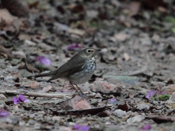 Swainson's Thrush - ML51705921