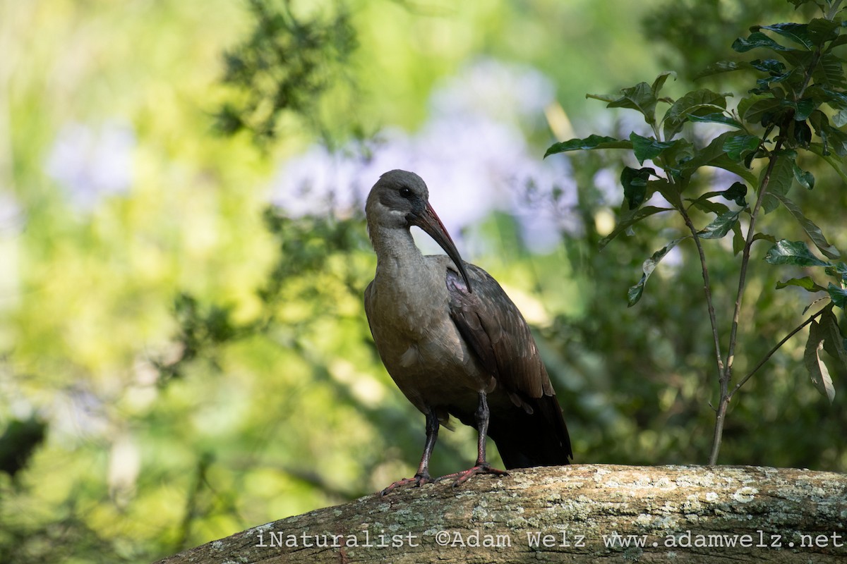 ibis hagedaš - ML517059451