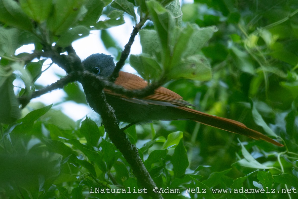 African Paradise-Flycatcher - Adam Welz