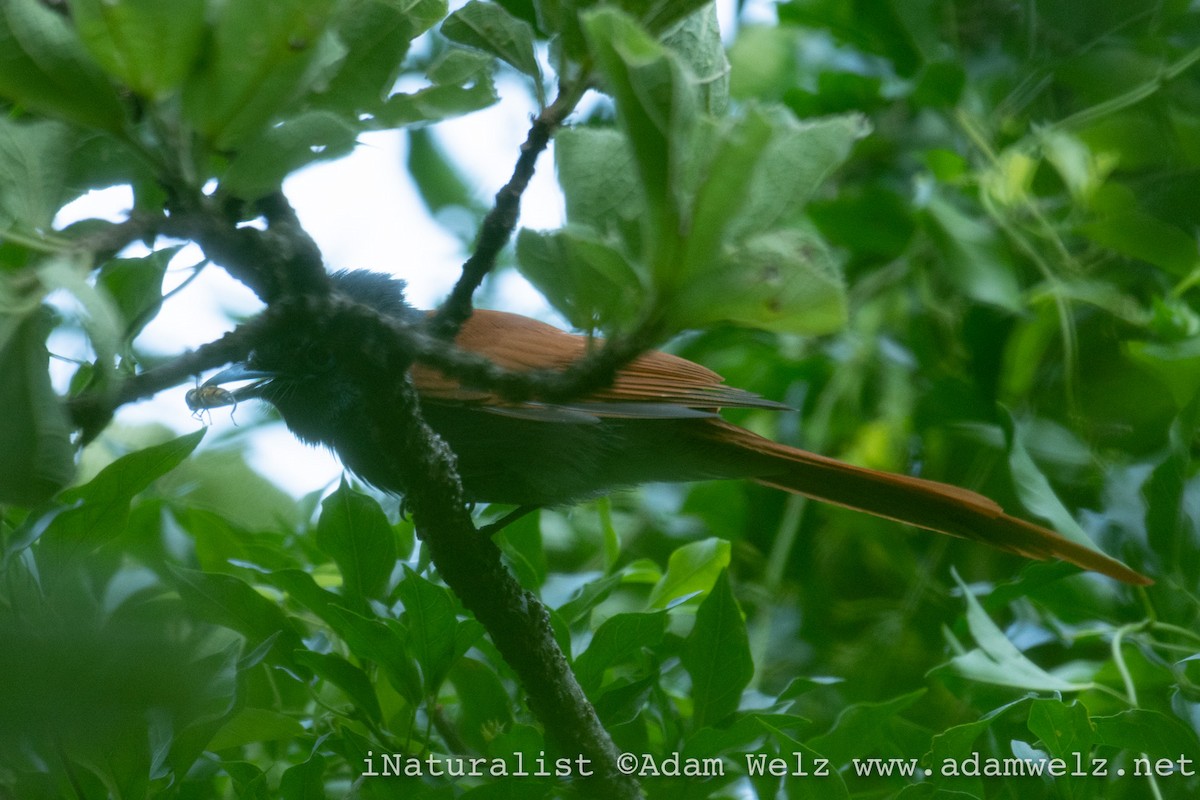 African Paradise-Flycatcher - Adam Welz