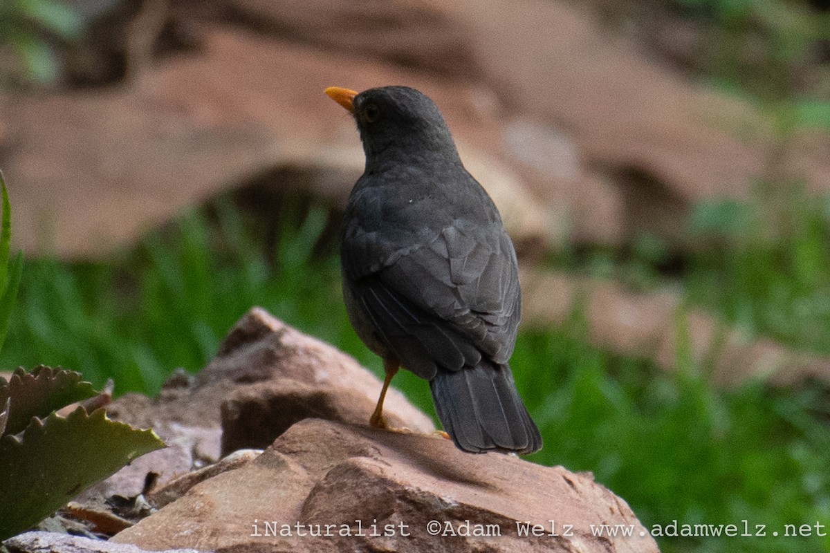 Karoo Thrush - Adam Welz