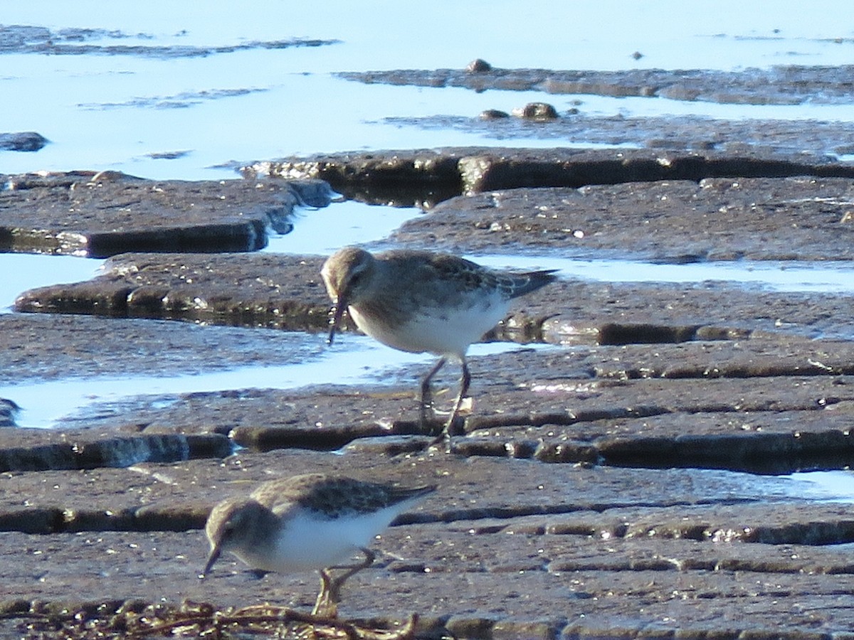 Weißbürzel-Strandläufer - ML517059951