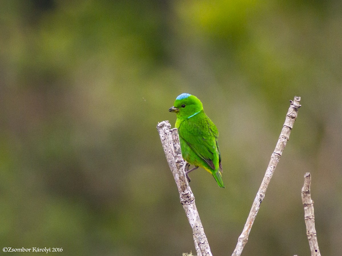 Blue-crowned Chlorophonia - ML517060261