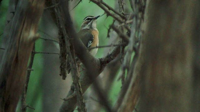 Bearded Scrub-Robin - ML517061551