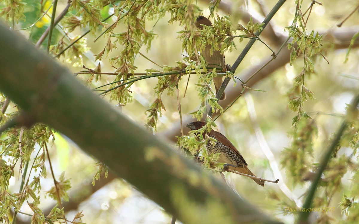 Scaly-breasted Munia - Paul Tavares