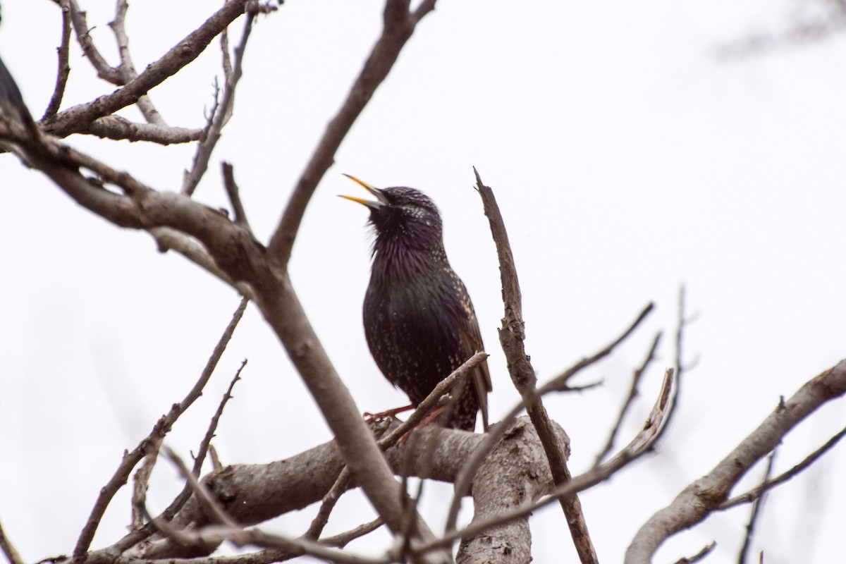 European Starling - Wen Xu