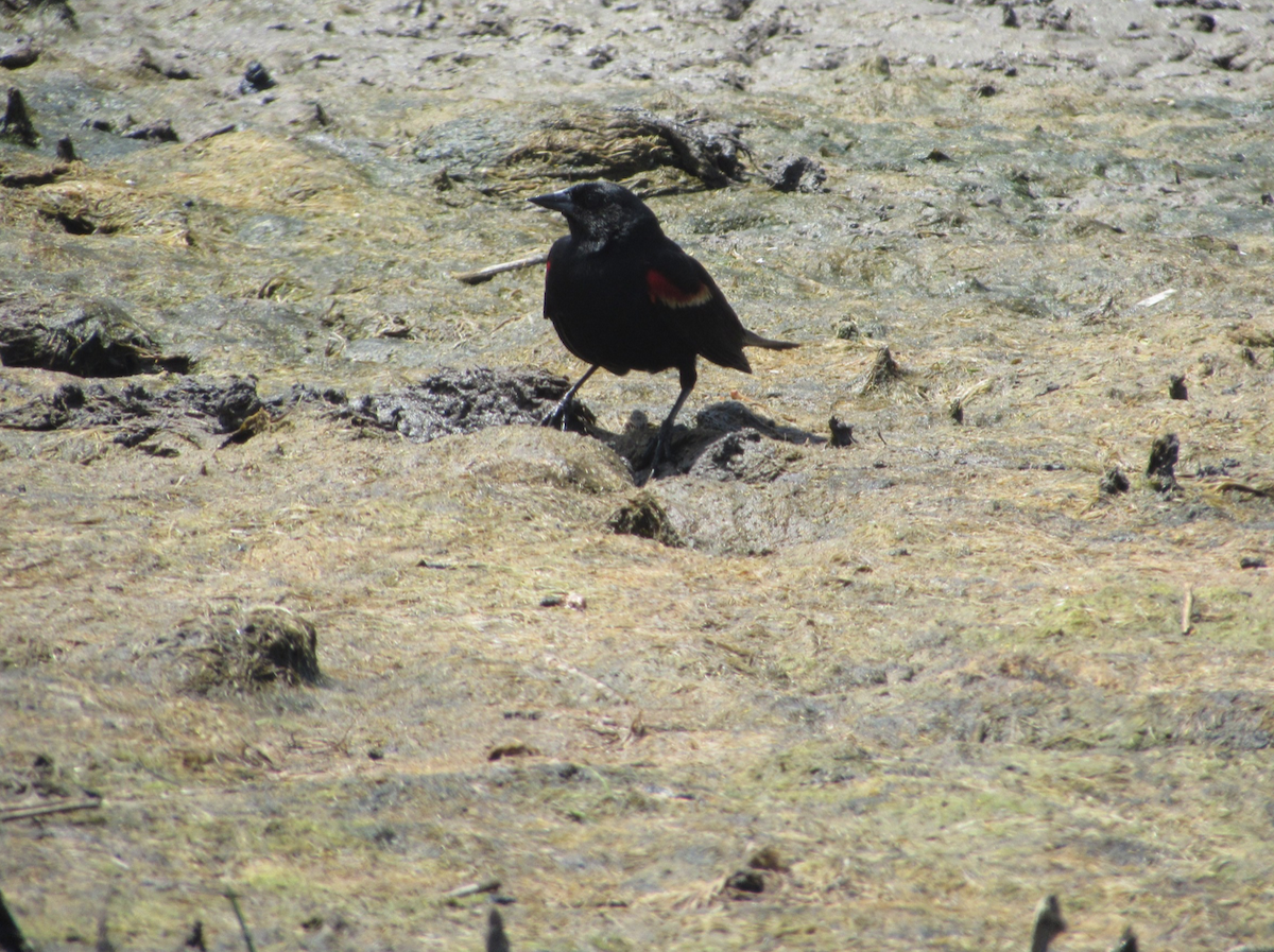 Red-winged Blackbird - ML517063451