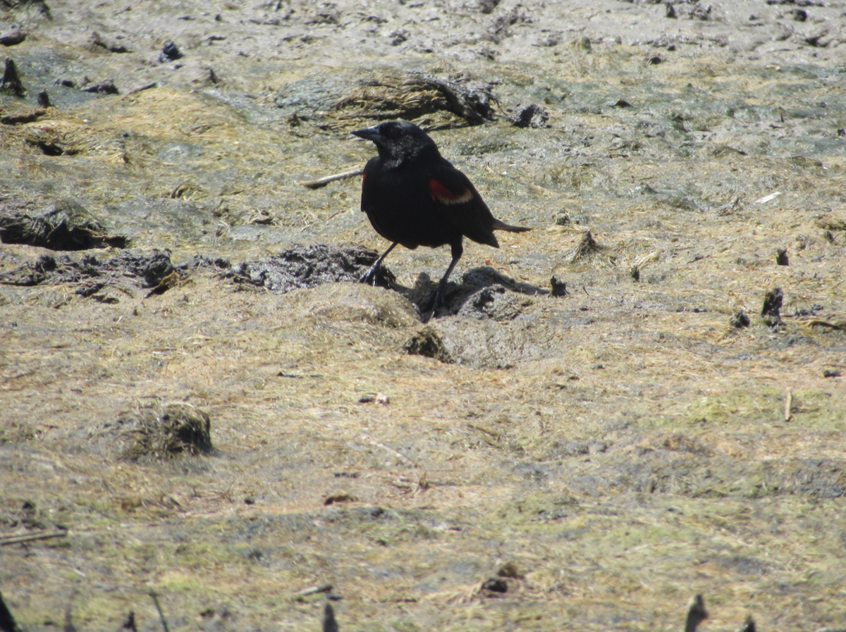 Red-winged Blackbird - Justin Leahy