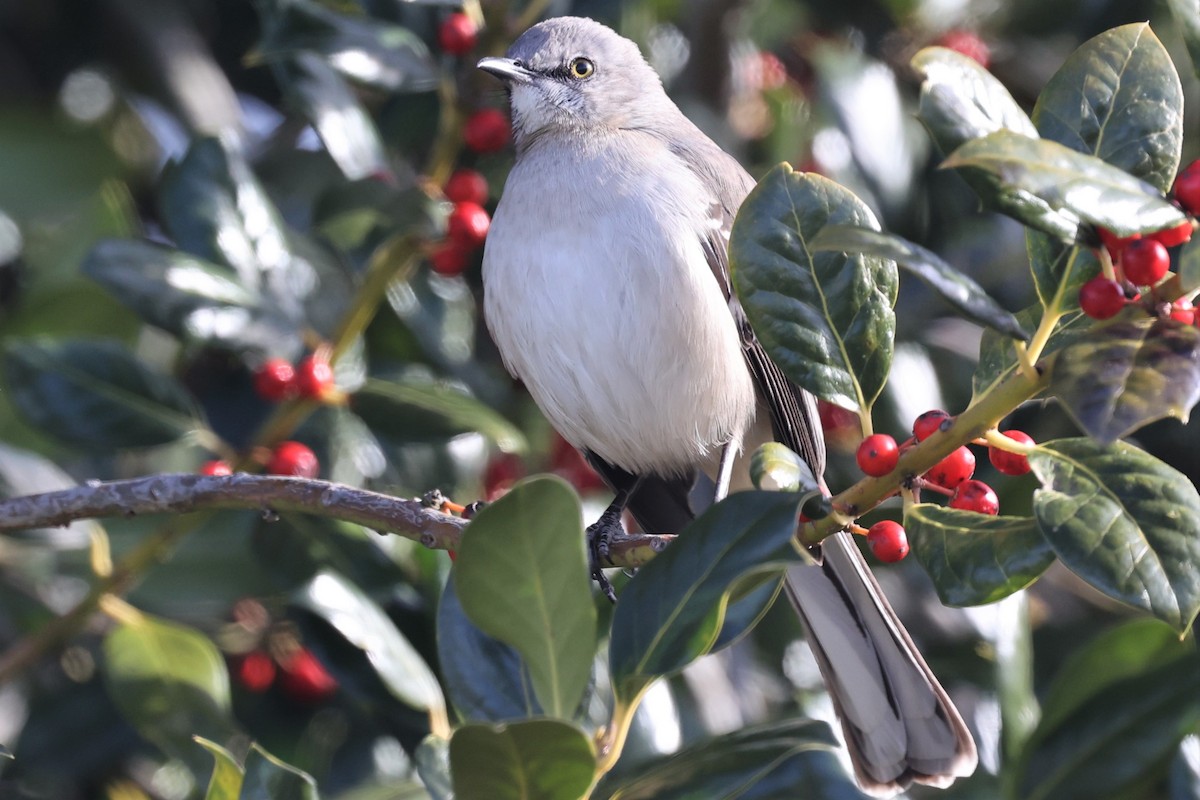 Northern Mockingbird - ML517064191