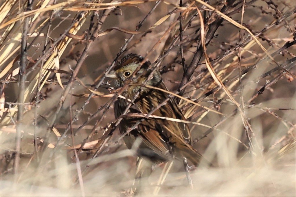 Swamp Sparrow - ML517064241