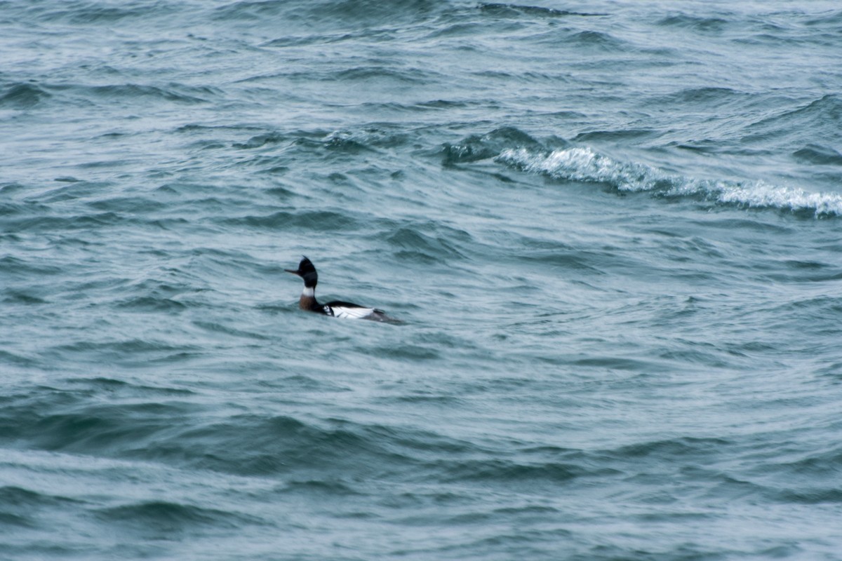 Red-breasted Merganser - Wen Xu