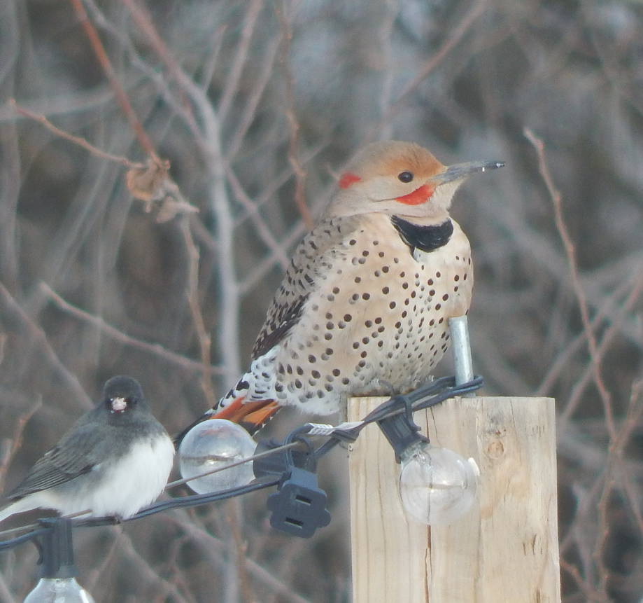 Northern Flicker (Yellow-shafted x Red-shafted) - John Tollefson