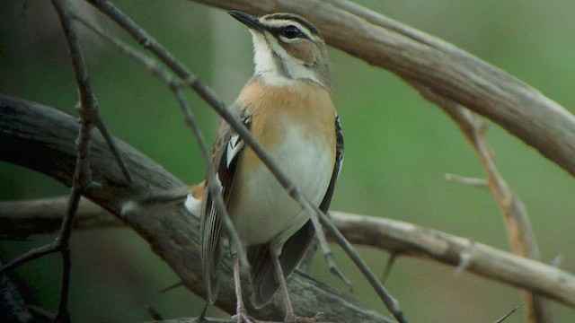 Bearded Scrub-Robin - ML517065381