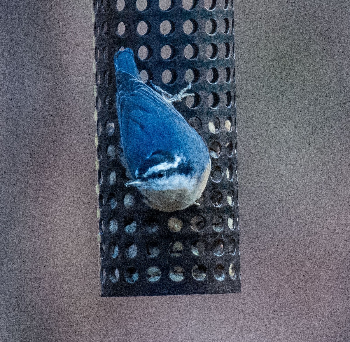 Red-breasted Nuthatch - ML517066361