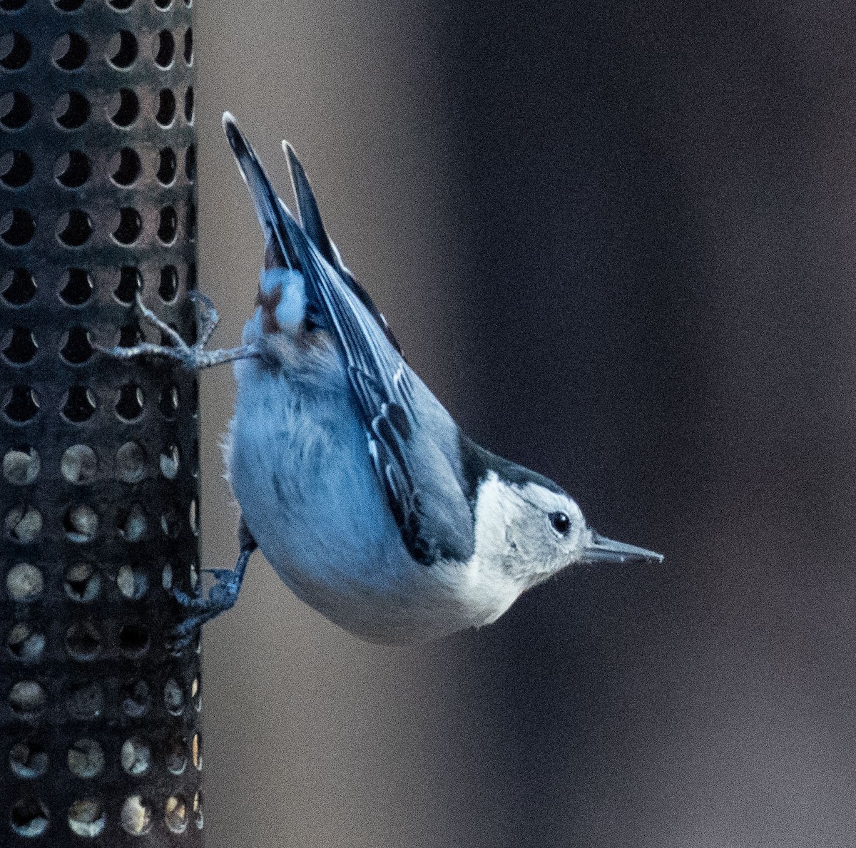 White-breasted Nuthatch - ML517066381