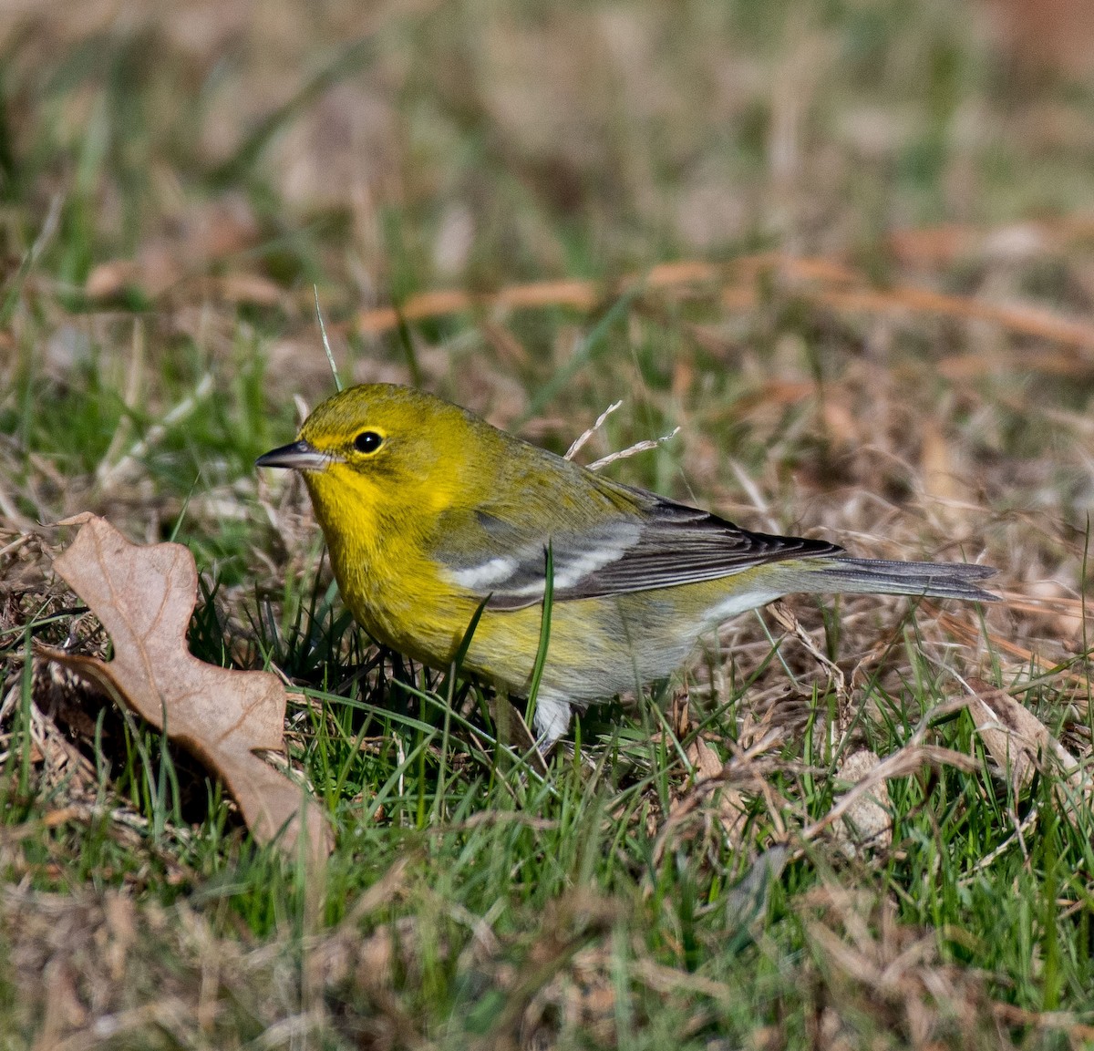 Pine Warbler - ML517066601